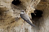 Sand Martin (Riparia riparia) sitting on roost in front of nest hole, Kuusamo, Finland