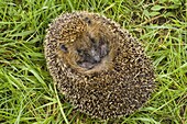 Brown-breasted Hedgehog (Erinaceus europaeus) rolled into defensive posture, Dordrecht, Netherlands