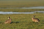 European Hare (Lepus europaeus) pair in a field, Lauwersmeer, Netherlands