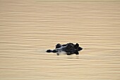 Hippopotamus (Hippopotamus amphibius) surfacing, Kruger National Park, South Africa