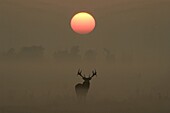 Red Deer (Cervus elaphus) stag in fog at sunset, Europe