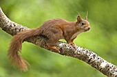 Eurasian Red Squirrel (Sciurus vulgaris), Europe