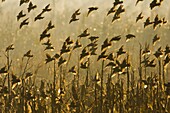 Common Starling (Sturnus vulgaris) flock flying over wetland, Pisa, Italy