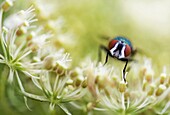 Carrot (Daucus carota) flower with perched fly, Nijmegen, Netherlands