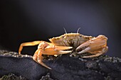 Edible Crab (Cancer pagurus), Belgium