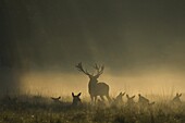 Red Deer (Cervus elaphus) stag standing in foggy meadow above with herd of does, Europe