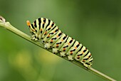 Swallowtail caterpillar, Ooij en Persingen, Netherlands