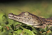 Nile Crocodile (Crocodylus niloticus) hatchling, iSimangaliso Wetland Park, South Africa