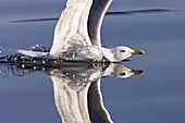 Herring Gull (Larus argentatus) splashing on water's surface, Flatanger, Norway