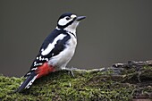 Great Spotted Woodpecker (Dendrocopos major), Vlaanderen, Belgium