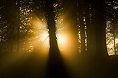 Sunrays around tree trunk in forest, Renkum, Netherlands