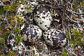 Golden Plover (Pluvialis apricaria) nest with three eggs, Lapland, Finland