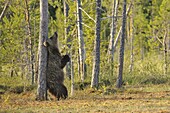 Brown Bear (Ursus arctos) juvenile scratching its back against a tree, Pirttivaara, Finland
