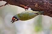 Coppersmith Barbet (Megalaima haemacephala) calling, Bharatpur, India