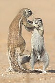 Cape Ground Squirrel (Xerus inauris) pair fighting, Kalahari Desert, South Africa