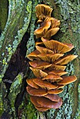 Velvet Shank Fungus (Flammulina velutipes), De Heen, Netherlands