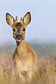 Western Roe Deer (Capreolus capreolus) juvenile buck, Netherlands