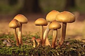 Sulphur Tuft (Hypholoma fasciculare) mushroom cluster, Zeewolde, Netherlands