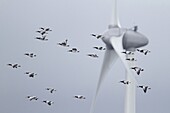 Barnacle Goose (Branta leucopsis) flock flying past wind turbine, Wadden Sea, Netherlands