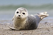 Common Seal (Phoca vitulina) pup, Helgoland, Germany