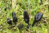 Black Earthtongue (Trichoglossum hirsutum) mushrooms, Wissenkerke, Netherlands