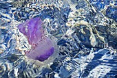 Mauve Stinger (Pelagia noctiluca) jelly in shallow water on coast, Menorca, Spain