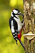 Great Spotted Woodpecker (Dendrocopos major) making a nest hole in a tree trunk, Netherlands