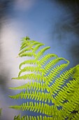 Fern, Delden, Netherlands