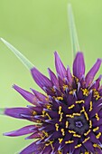 Salsify (Tragopogon porrifolius) flower, Zuidland, Netherlands