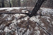 Understory of dune forest showing burn scars from fire of 2010, Schoorlse Duinen Nature Reserve, Netherlands