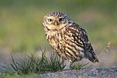 Little Owl (Athene noctua), Europe
