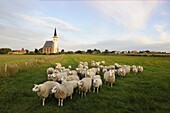 Domestic Sheep (Ovis aries) flock in pasture near the church of Den Hoorn, Netherlands