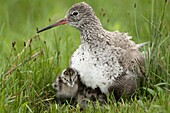 Common Redshank (Tringa totanus) mother with chick, Turaw, Belarus