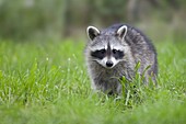 Raccoon (Procyon lotor) on lawn, Germany