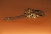 Spectacled Caiman (Caiman crocodilus) emerging from silted water, Brownsberg Nature Park, Surinam