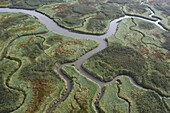 Aerial of saltmarshes in estuary, Land van Saeftinghe, Netherlands