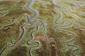 Aerial of saltmarshes in estuary, Land van Saeftinghe, Netherlands