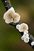 Fungus (Crepidotus variabilis), Ommen, Netherlands