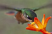 Brazilian Ruby (Clytolaema rubricauda) hummingbird female feeding on nectar, Itatiaia National Park, Brazil