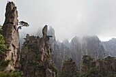 Huangshan Pine (Pinus hwangshanensis) on rock outcrops, Tunxi, China