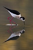 Black-winged Stilt (Himantopus himantopus) foraging in shallow water, Florence, Italy