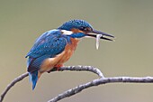 Common Kingfisher (Alcedo atthis) with fish prey, Florence, Italy