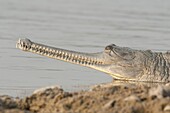 Gharial (Gavialis gangeticus) basking on river bank, Chambal River, India