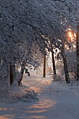 Evening light on a trail through snowy forest, Elst, Netherlands