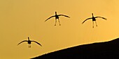 Sandhill Crane (Grus canadensis) group landing, New Mexico