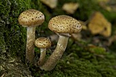 Dark Honey Fungus (Armillaria ostoyae), Bunnik, Netherlands