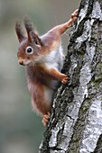 Eurasian Red Squirrel (Sciurus vulgaris), Belgium