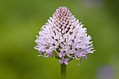 Round-headed Orchid (Traunsteinera globosa), Alps, Switzerland