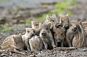 Wild Boar (Sus scrofa) piglets huddling for warmth, Europe