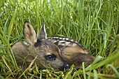 Western Roe Deer (Capreolus capreolus) fawn hiding in grass, Dordrecht, Netherlands